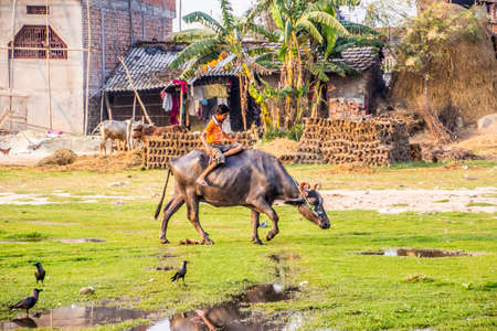 a nepali boy is riding a water buffalo in the outskirts of Janakpur, Nepal のeditorial素材