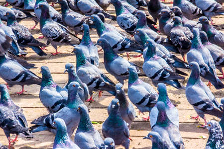 Feedind the pigeons is a must at durbar square, kathmandu, nepalの写真素材