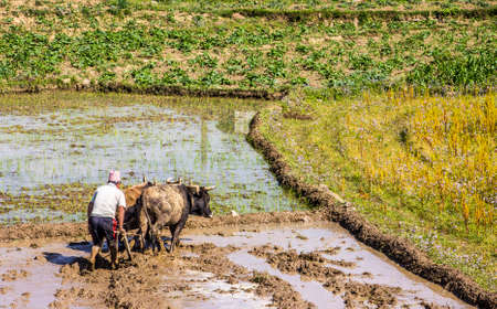 A Nepalese farmer is plowing his paddy field with an ox-teamの写真素材