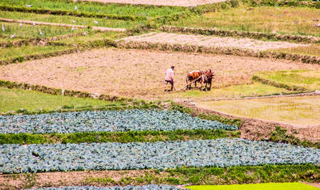 A nepalese farmer is plowing his paddy field with an ox-teamの写真素材