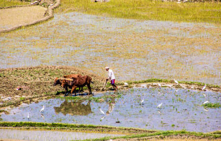 A nepalese farmer is plowing his paddy field wit an ox-teamの写真素材