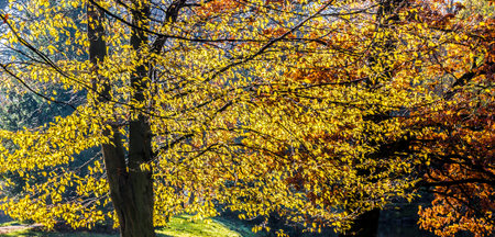 The sun lights up the yellow and redish leaves of trees in autumn.
