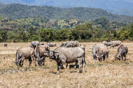 water buffaloes grazing on a harvestet ricefield in the north of Thailand.の写真素材