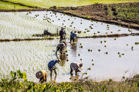 Rice farmers in Thailand are working on the field and planting rice.のeditorial素材