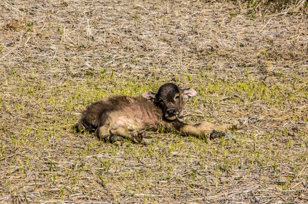 Baby water buffaloe in the hills near Keng Tung , Myanmar.の写真素材
