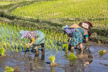 Farmers near Keng Tung Myanmar are planting rice in the flooded fieldの写真素材