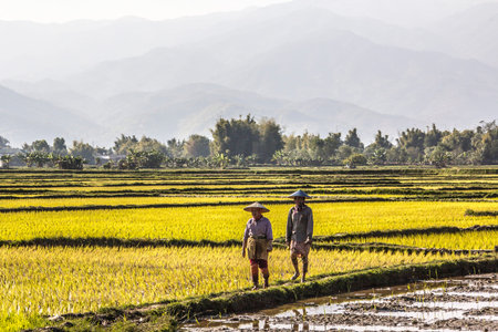 Farmers near Keng Tung Myanmar are going home after planting rice in the flooded fieldのeditorial素材