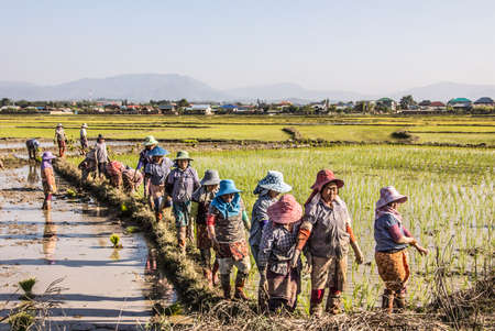 Farmers near Keng Tung Myanmar are going home after planting rice in the flooded fieldのeditorial素材