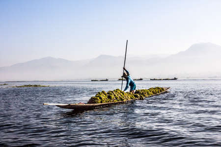A man is gathering plants and seaweeds from Inle lake in his boat. In the background are more boats and the mountains.のeditorial素材