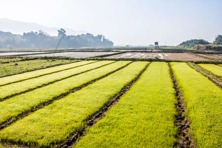 small rice plants in a breeding field glow in a bright green color at the side of the famous lake Inle , Myanmar.のeditorial素材