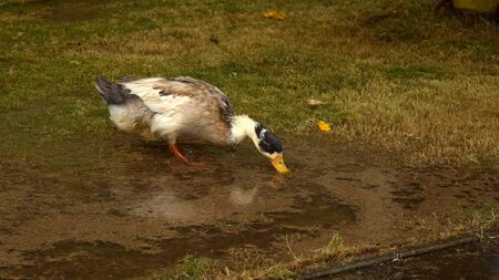 Close up to a duck drinking water from the lakeの写真素材