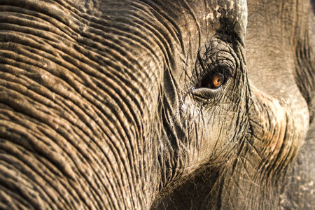 The sufari Femal Elephant from satpuda tiger reserve Madhyapradesh Indiaの写真素材