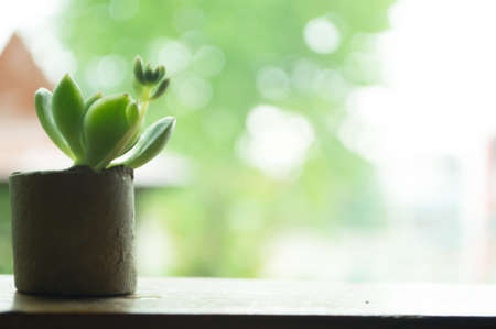 my little cactus that looks like green leafの写真素材