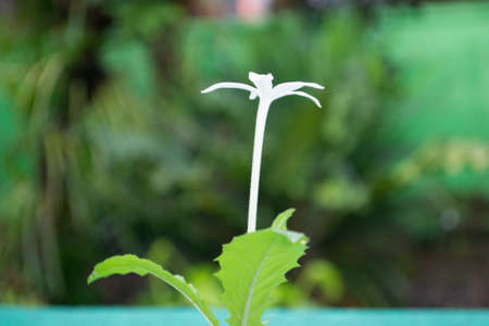 white flowers blooming beautifully. macro photoの写真素材