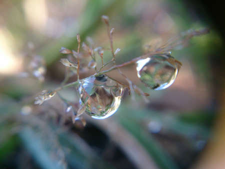 morning dew clinging to small plantsの写真素材