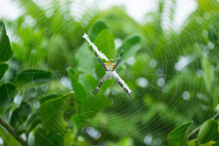 spider on the webの写真素材