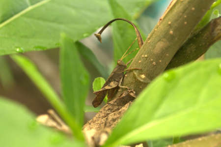 brown grasshopper on brown stalksの写真素材