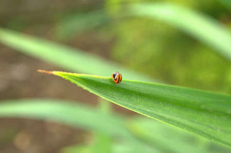 ladybug on the green leafの写真素材