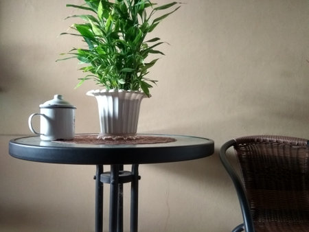 A cup and a plant on a table