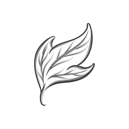 Floral Leaves Swirl Ornament Lines Vector Decorationのイラスト素材