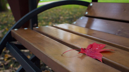 red maple leaf is lying on the bench, close-up