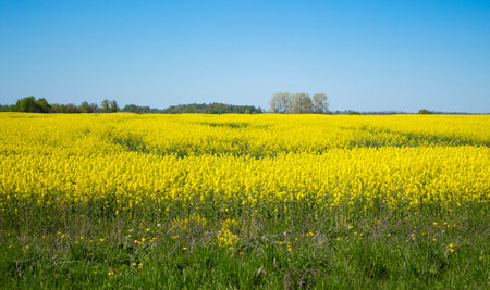 a large field of yellow flowers,rape