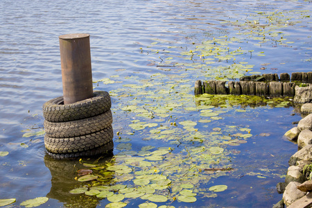 green water lilies float on the blue riverの写真素材