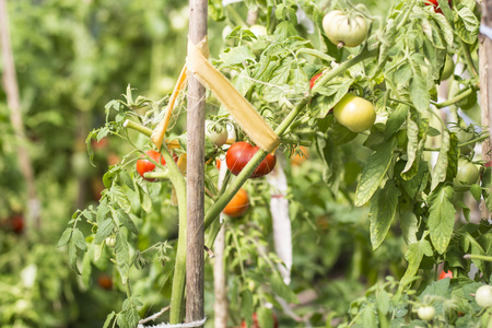 red and green tomatoes hang on a branchの写真素材