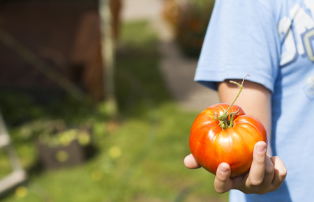 big red tomato in handの写真素材