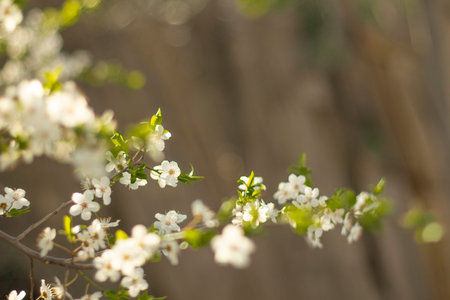 branches of flowering trees close-up