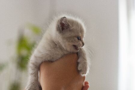 small gray kittens lie on the floorの写真素材