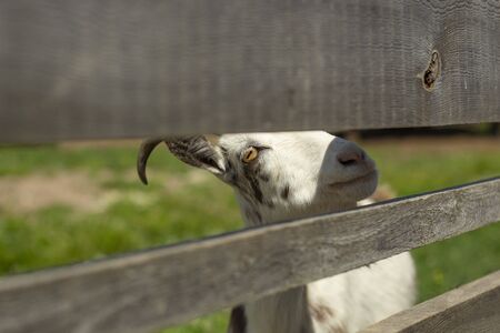 white goat with horns peeking out from behind the fenceの写真素材