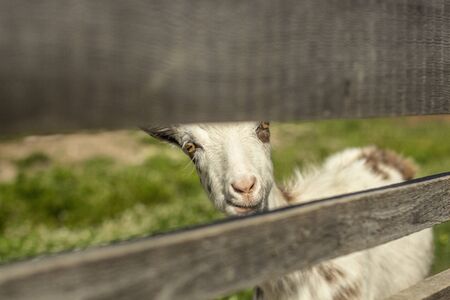 white goat with horns peeking out from behind the fenceの写真素材