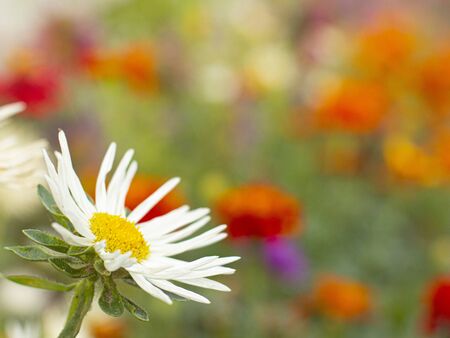 flowers white daisies in the foreground with blurred backgroundの写真素材
