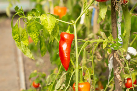 red bell pepper hangs on green branches in the greenhouse