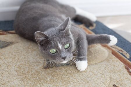 grey cat with blue eyes sitting on the floorの写真素材