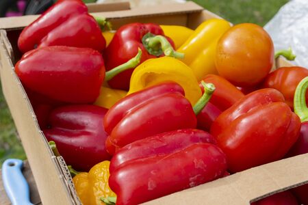 red and yellow peppers lie in a cardboard box close-upの写真素材