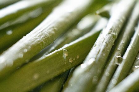 green onion close up with water drops 1の写真素材