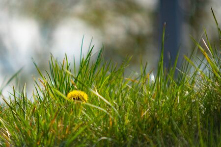 yellow flowers on a background of green grass 1の写真素材