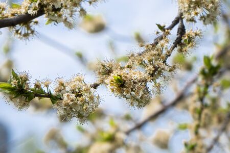 blooming Apple branches on a blurry background1の写真素材