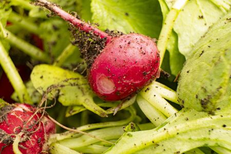 red radish close up1の写真素材