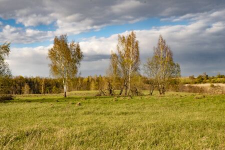 beautiful green field against the blue sky1の写真素材