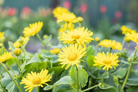 yellow flowers on a background of green grass 1の写真素材