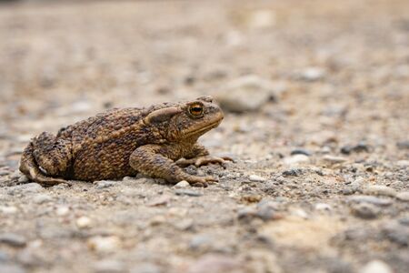 a brown ground frog sits on the ground1の写真素材