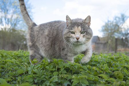 a grey cat moves across the green grass against the blue sky 2の写真素材