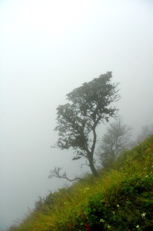 inthanon mountain,thailandの写真素材