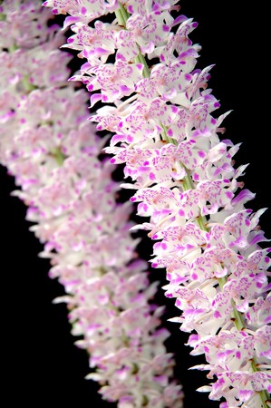 wild orchids of thailandの写真素材