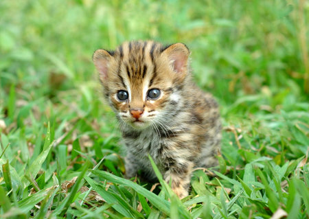 baby leopardcat