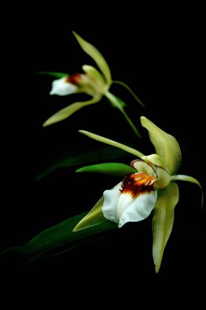 wild orchids of thailandの写真素材