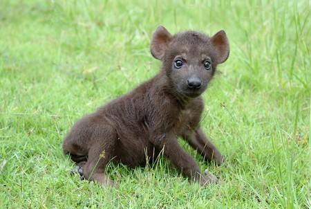 baby sportted hyenaの写真素材